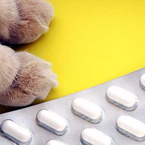 A cat's paw and medication