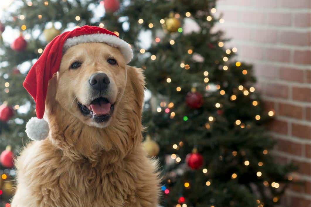 Holiday Golden Retriever.