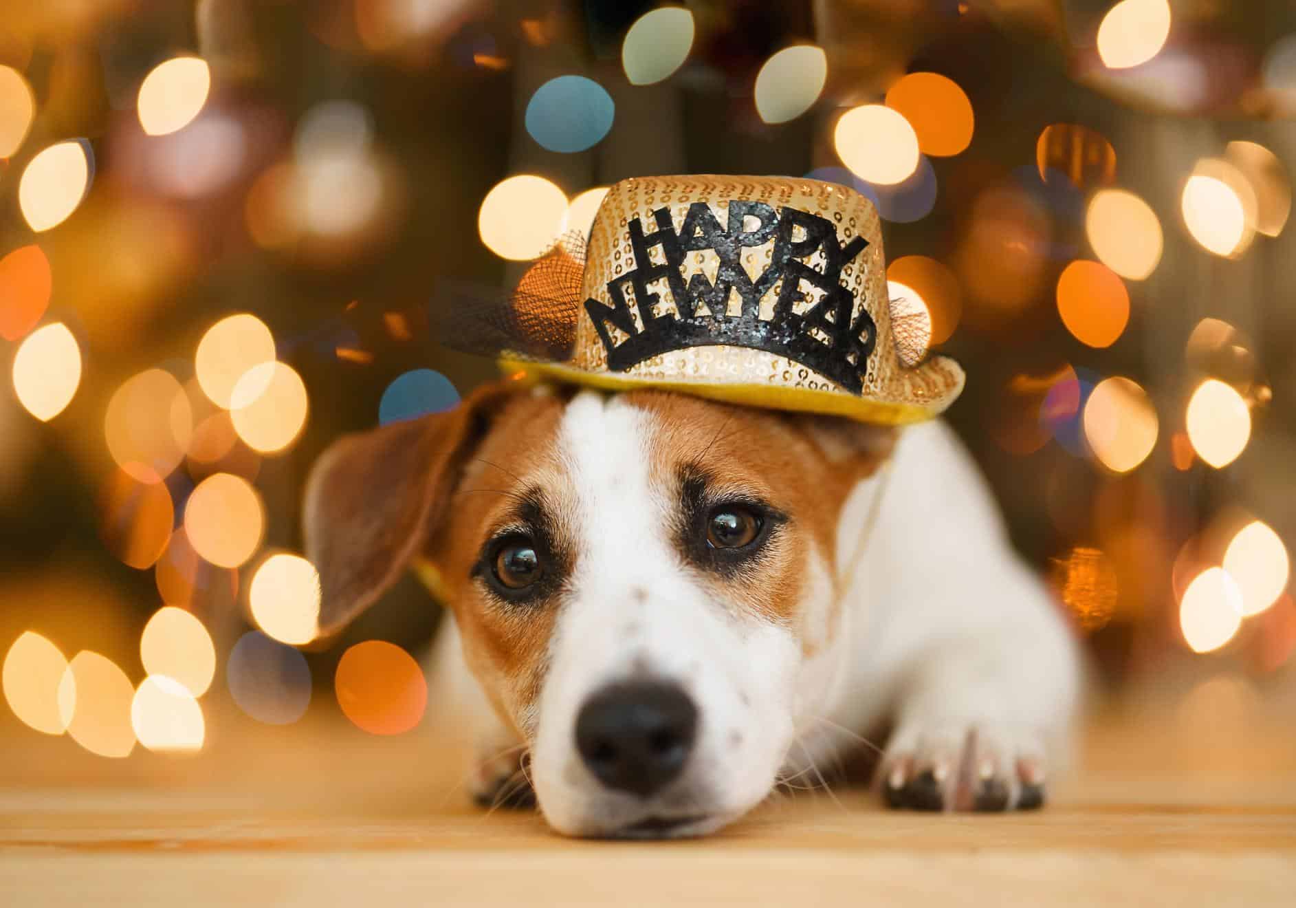 Dog in New Year's hat.
