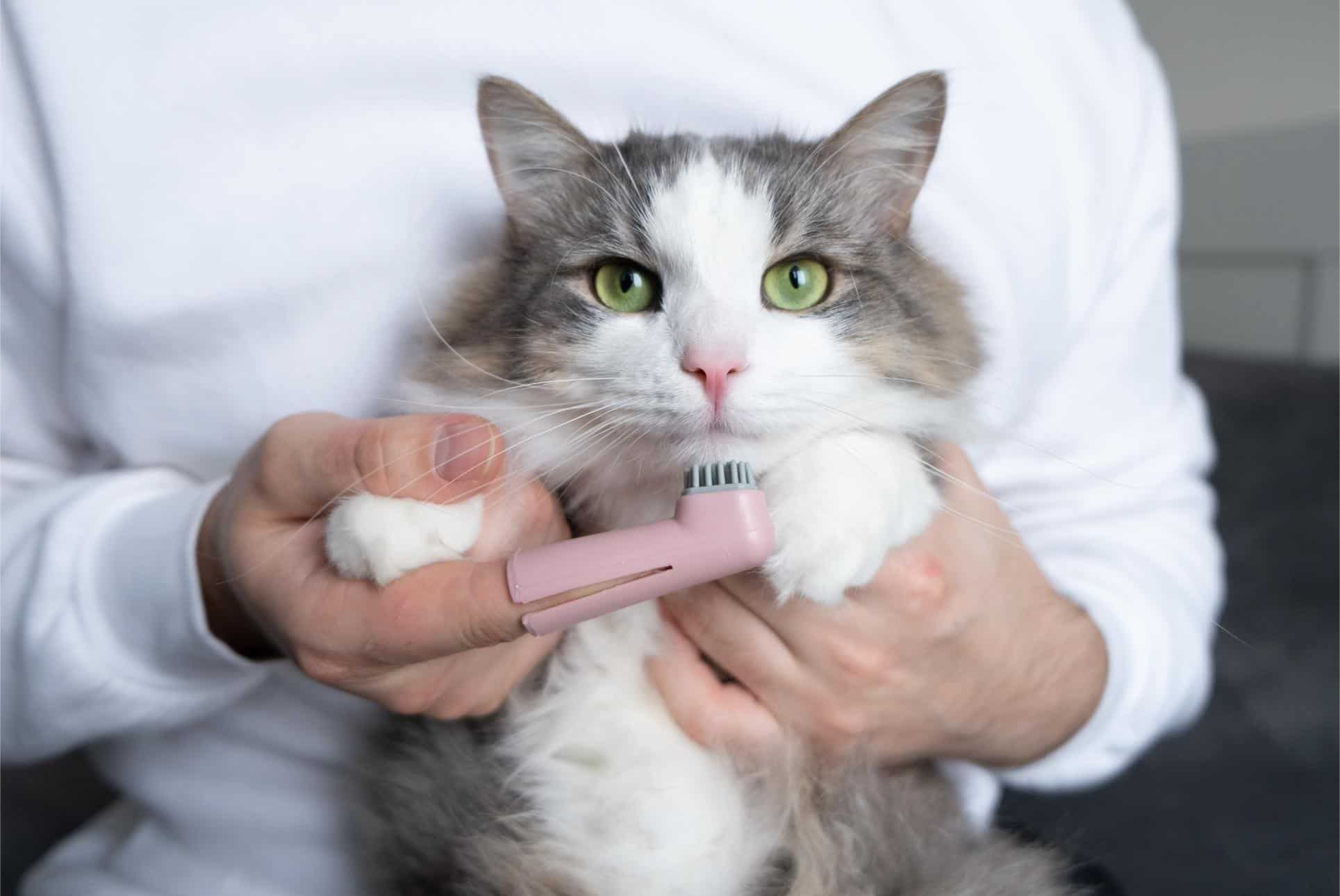  man brushes teeth of a cat.