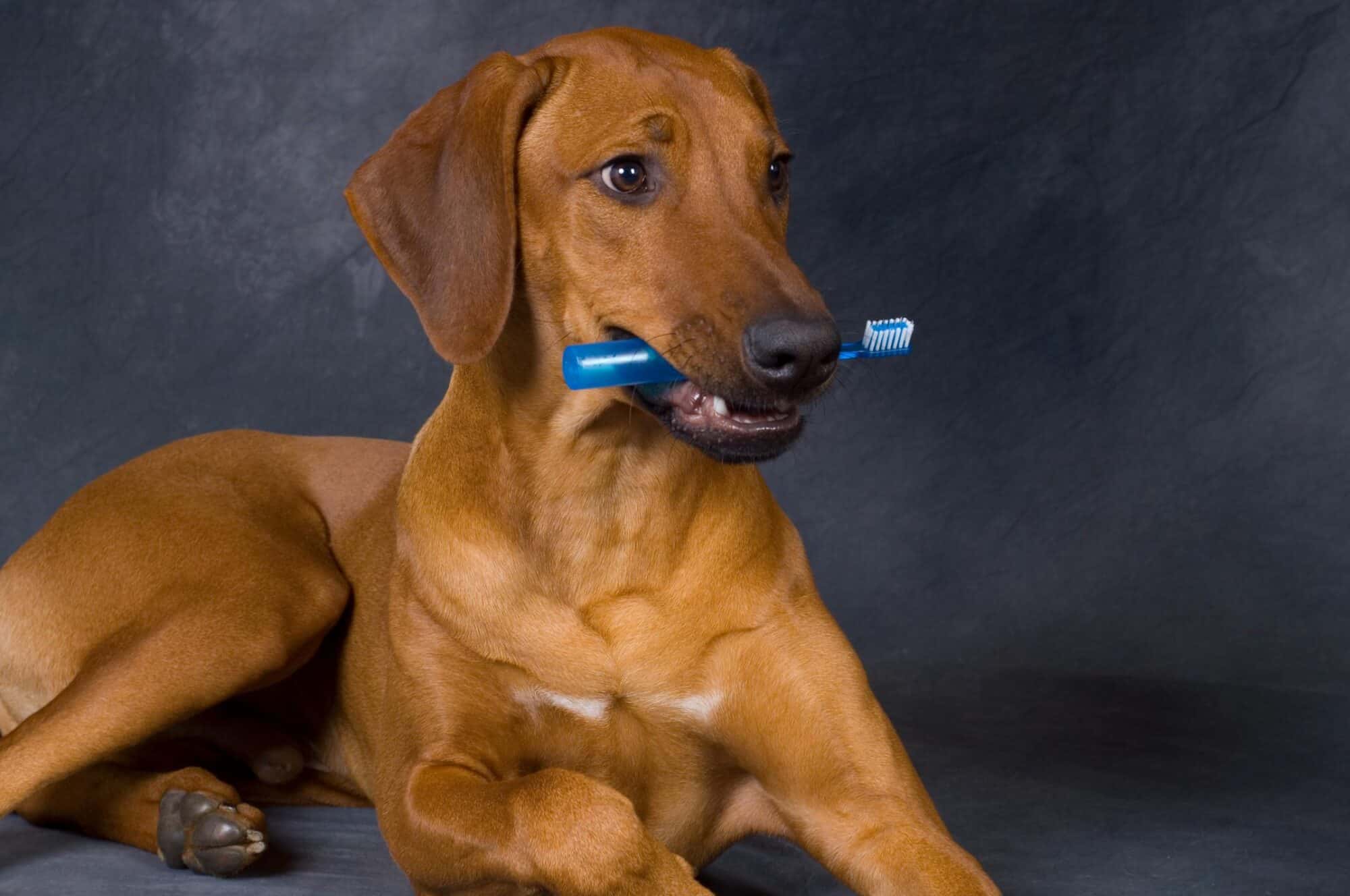 dog with toothbrush.