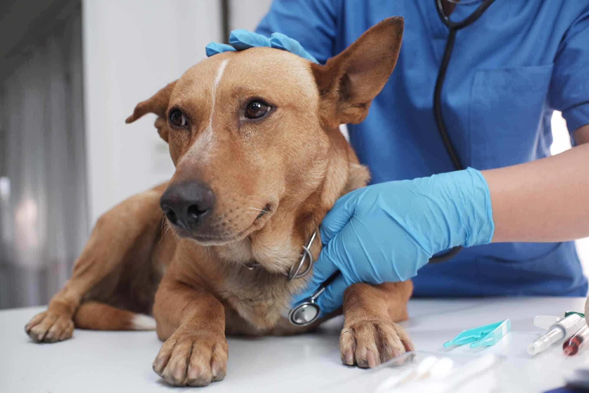 dog at vet visit.