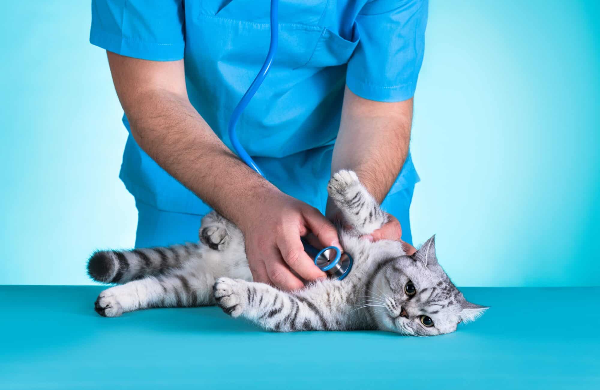 cat getting health checkup at veterinarian 