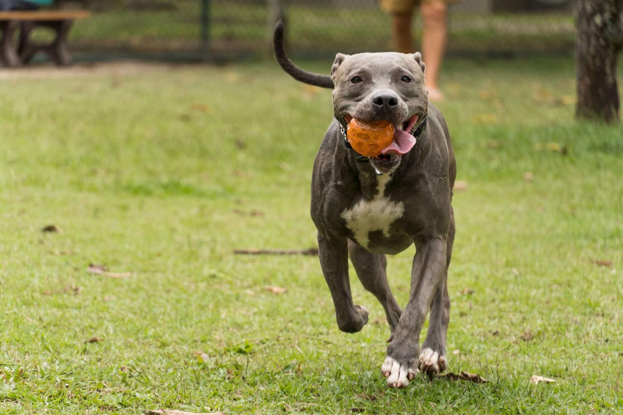 dog playing fetch