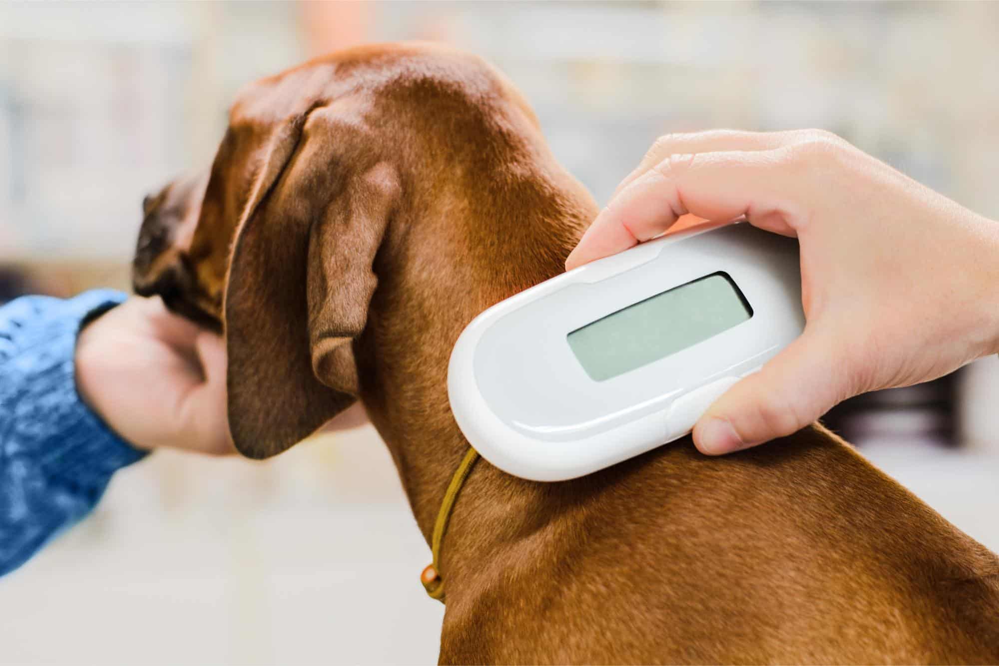 Scanning dog for microchip
