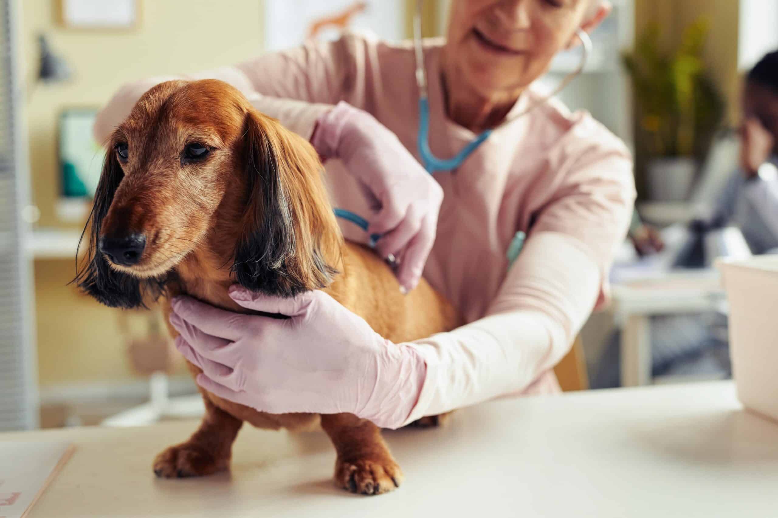 How To Keep Your Pet Healthy