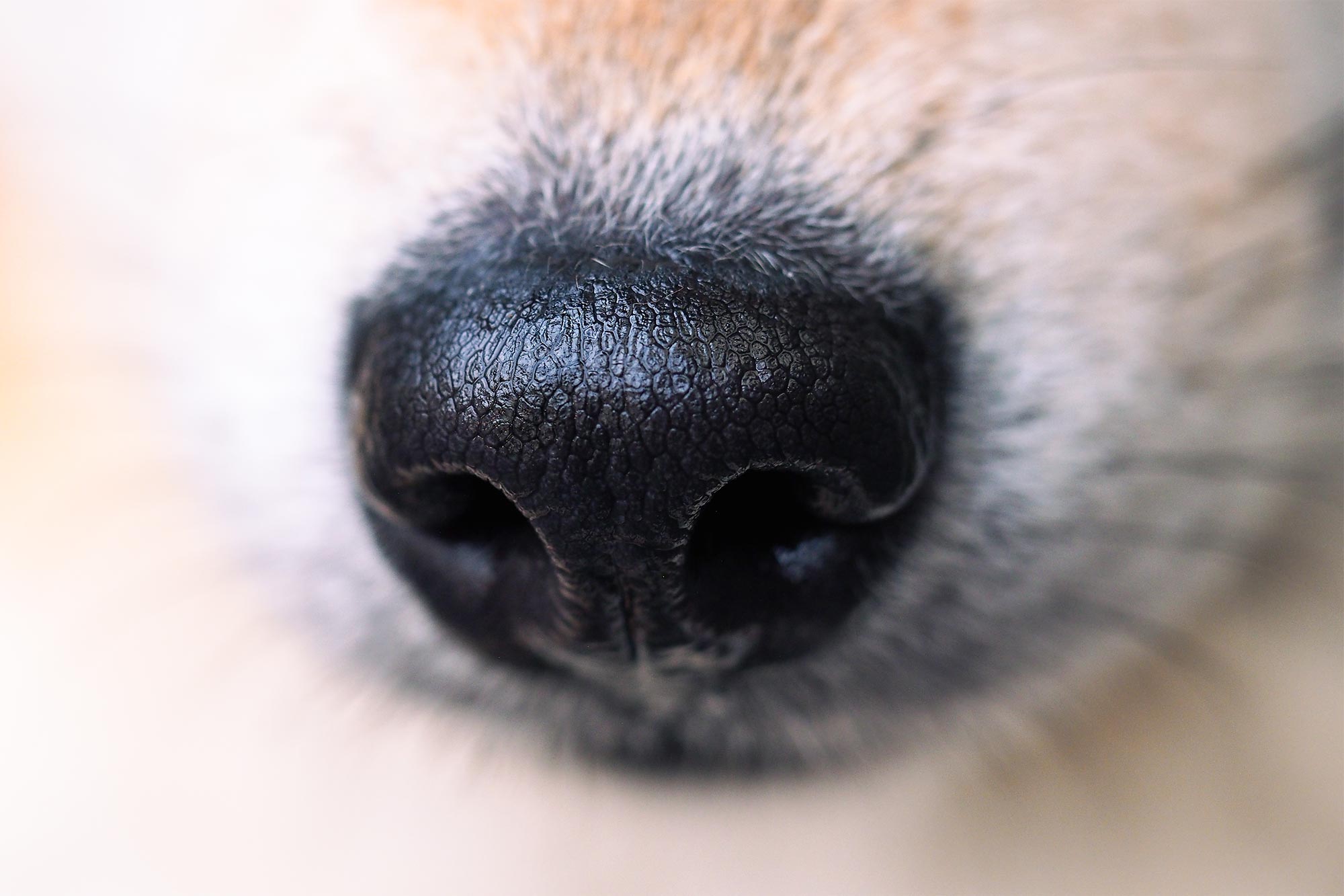 Why Are Dog Noses Wet?.