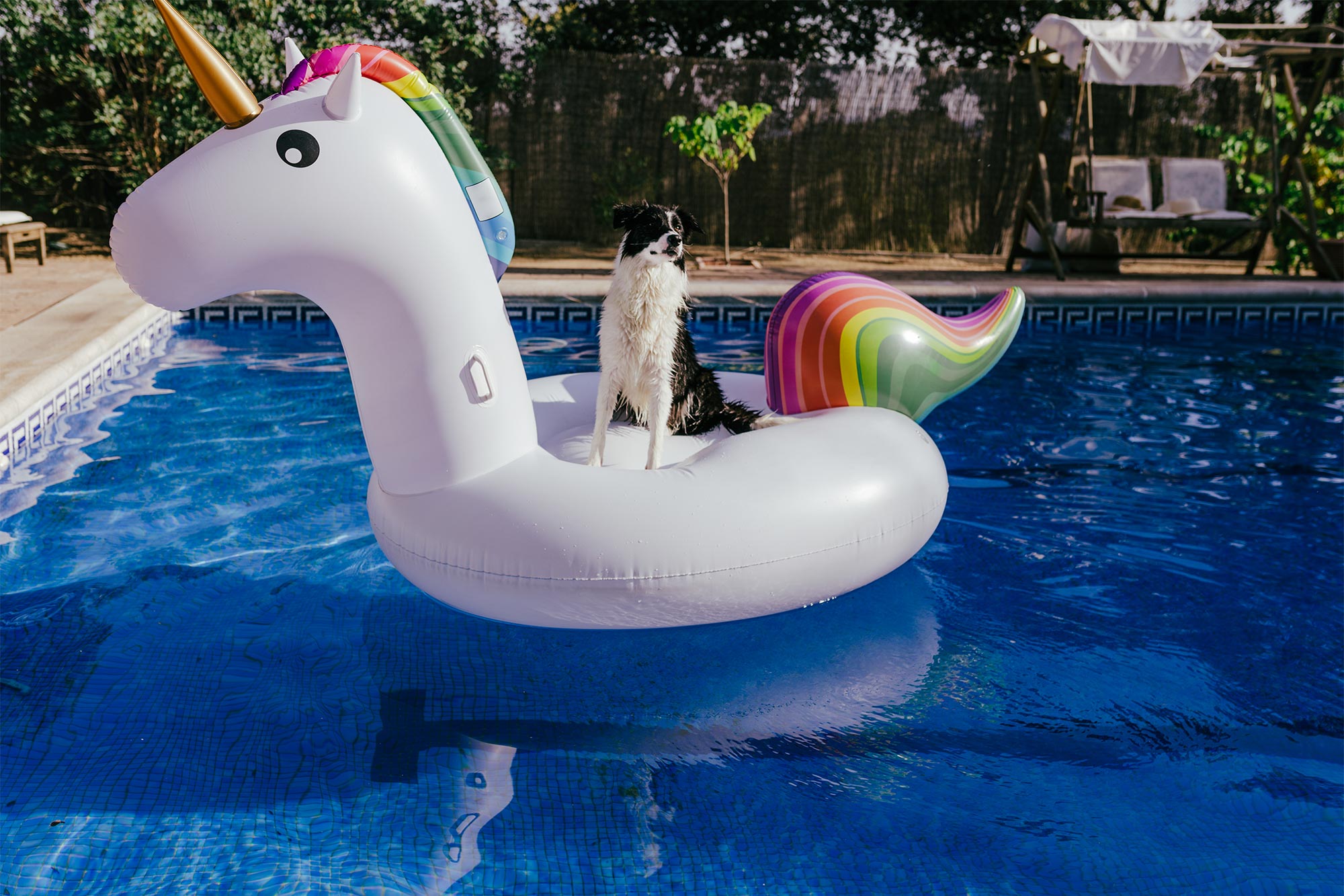 Swimming Pool Safety Tips for Pets.