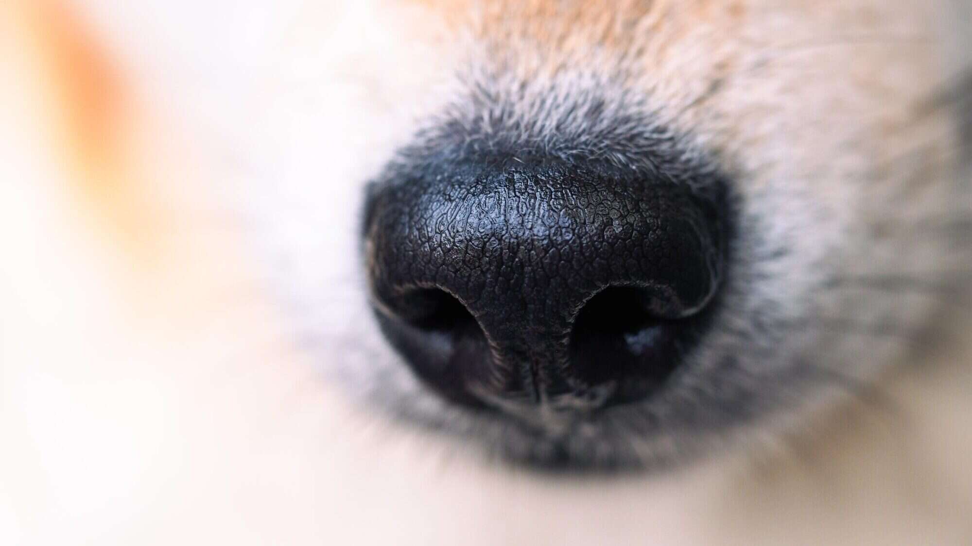 Why Are Dog Noses Wet?