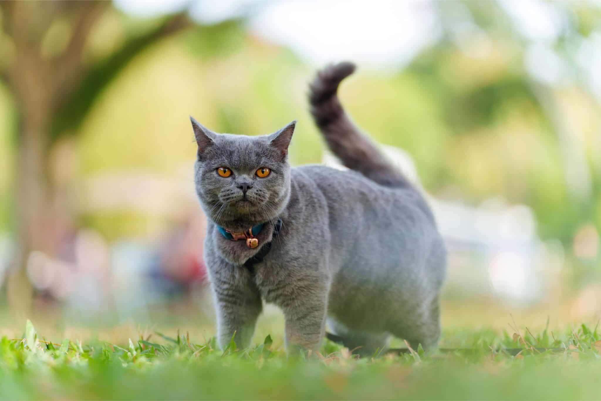 Stunning Signs Of Feline Pancreatitis image