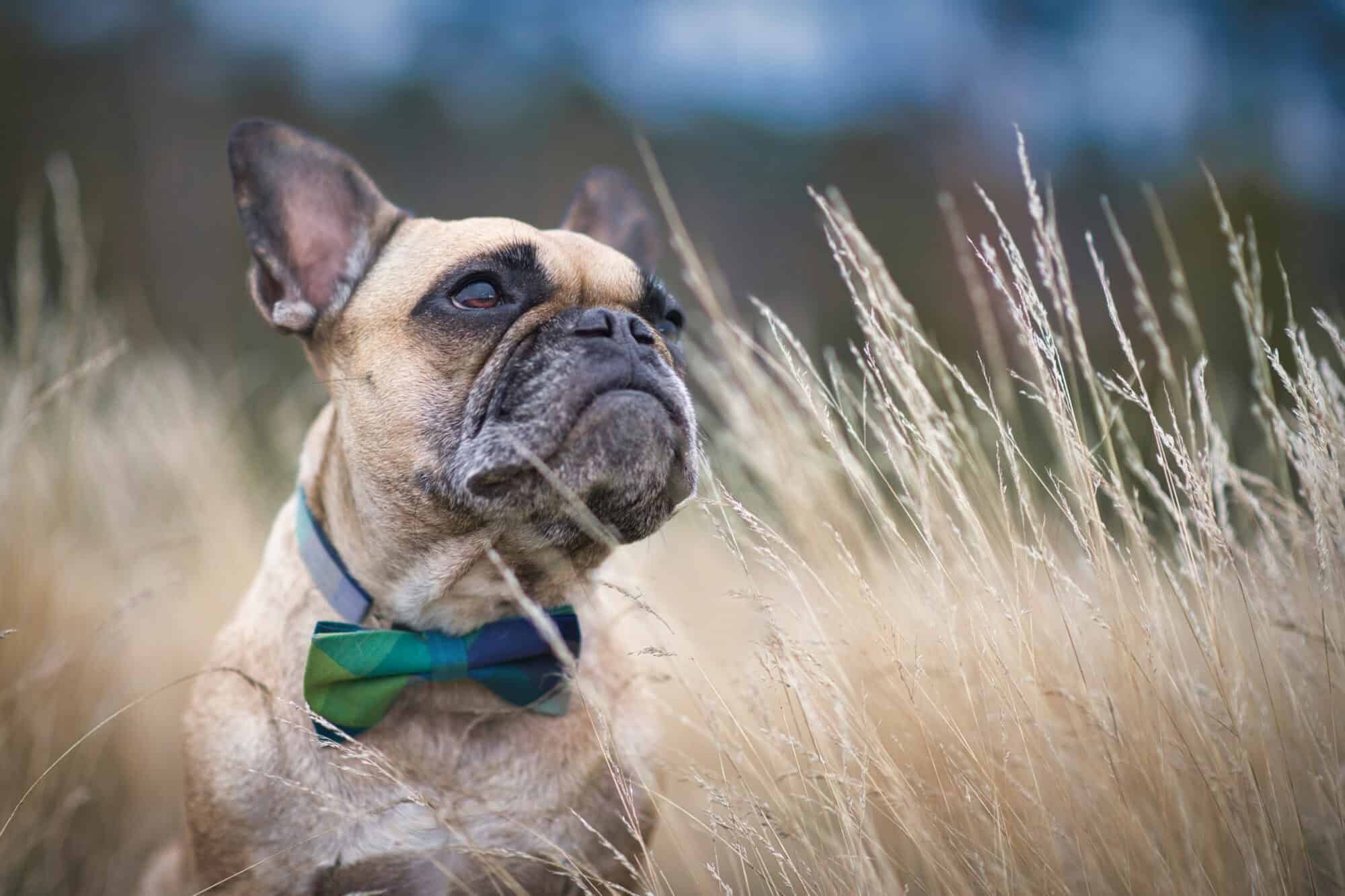 Dog in foxtail field.