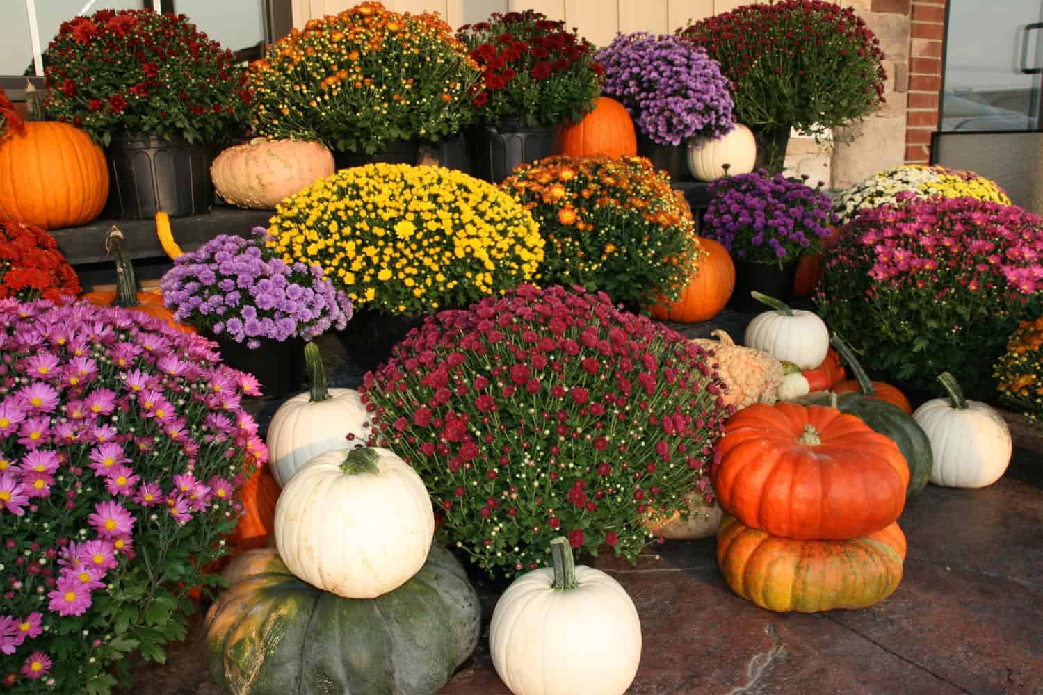 Fall Plants Toxic To Pets
