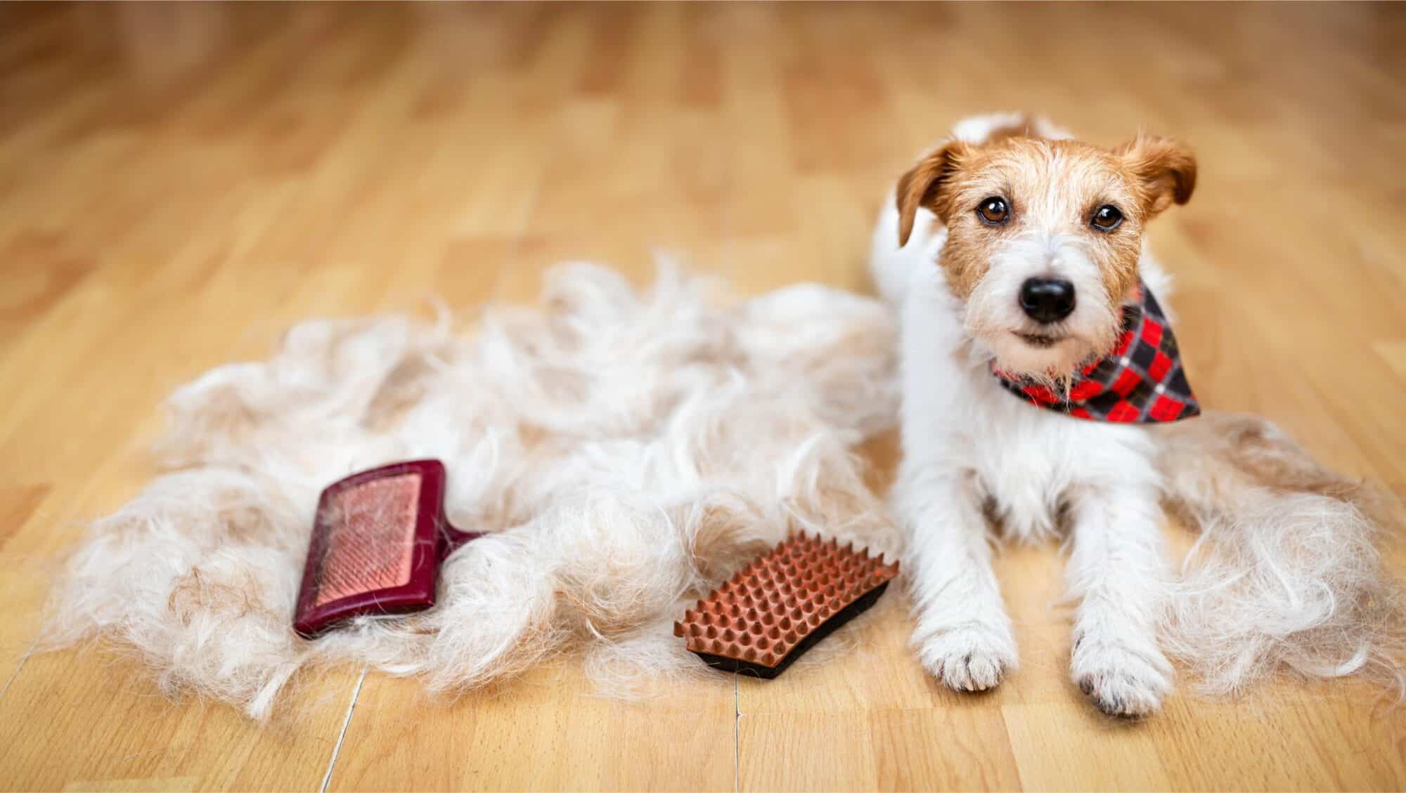 Difference Between Hair Loss & Normal Shedding in Dogs