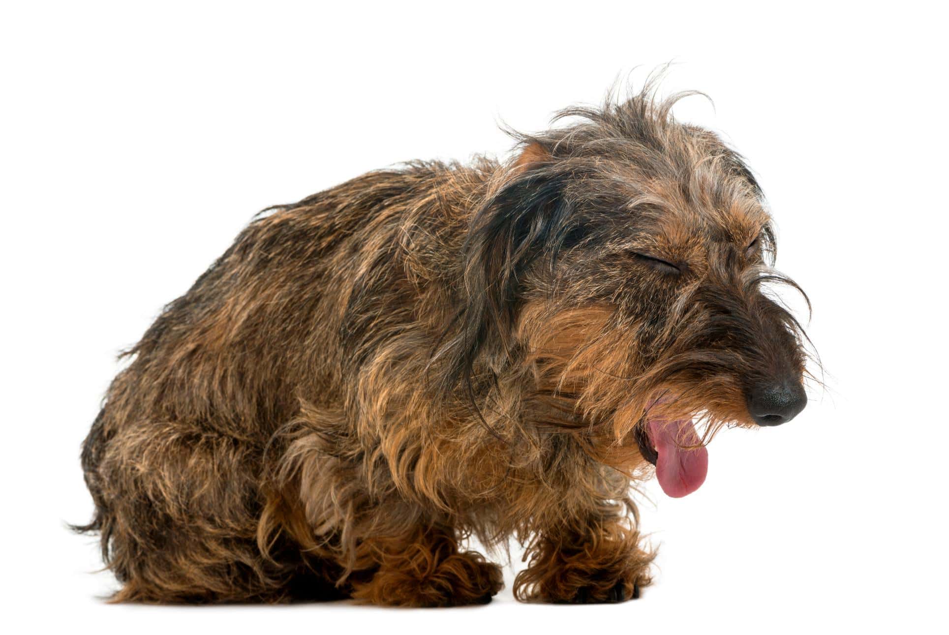 Why Is My Dog Coughing? Understanding Collapsing Trachea vs. Heart Disease
