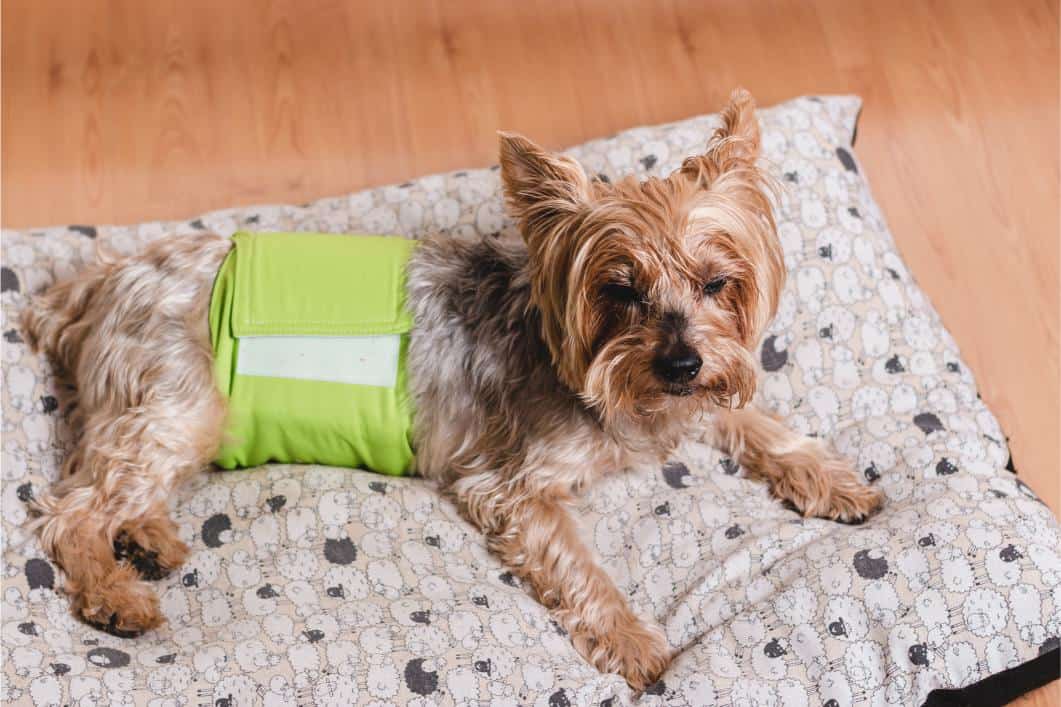 Blood in Your Pet’s Urine: What It Means and How Vets Diagnose It