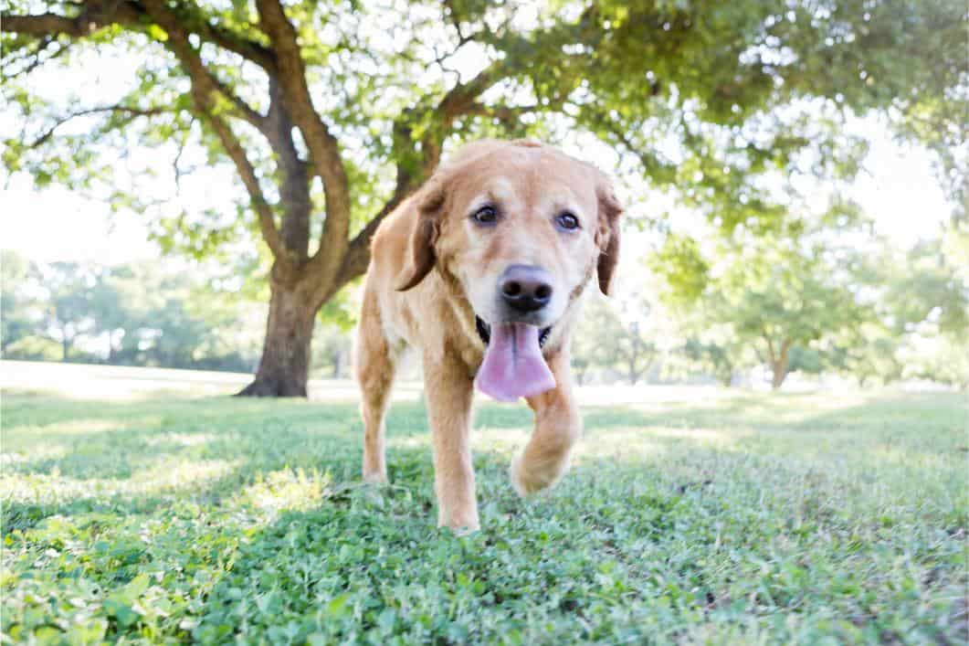 Why Is My Dog Panting So Much? Heat Stress vs. Underlying Disease