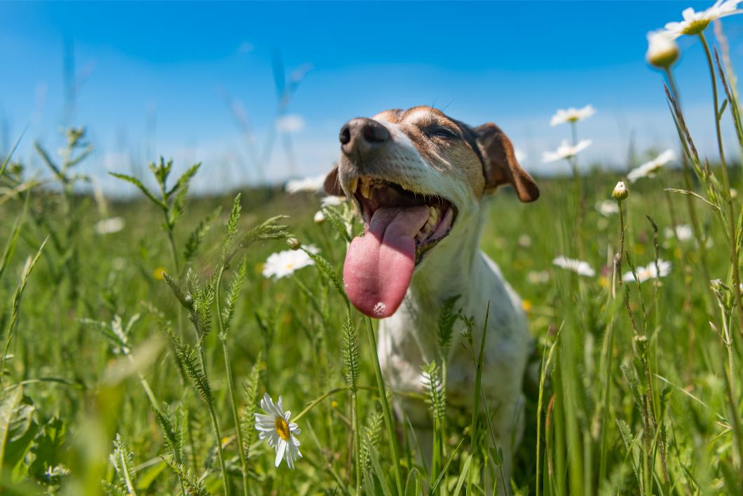 Why Is My Dog Panting So Much? Heat Stress vs. Underlying Disease