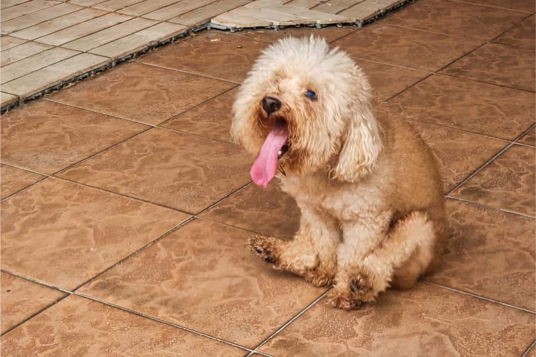 Why Is My Dog Scooting? Anal Gland Problems Explained