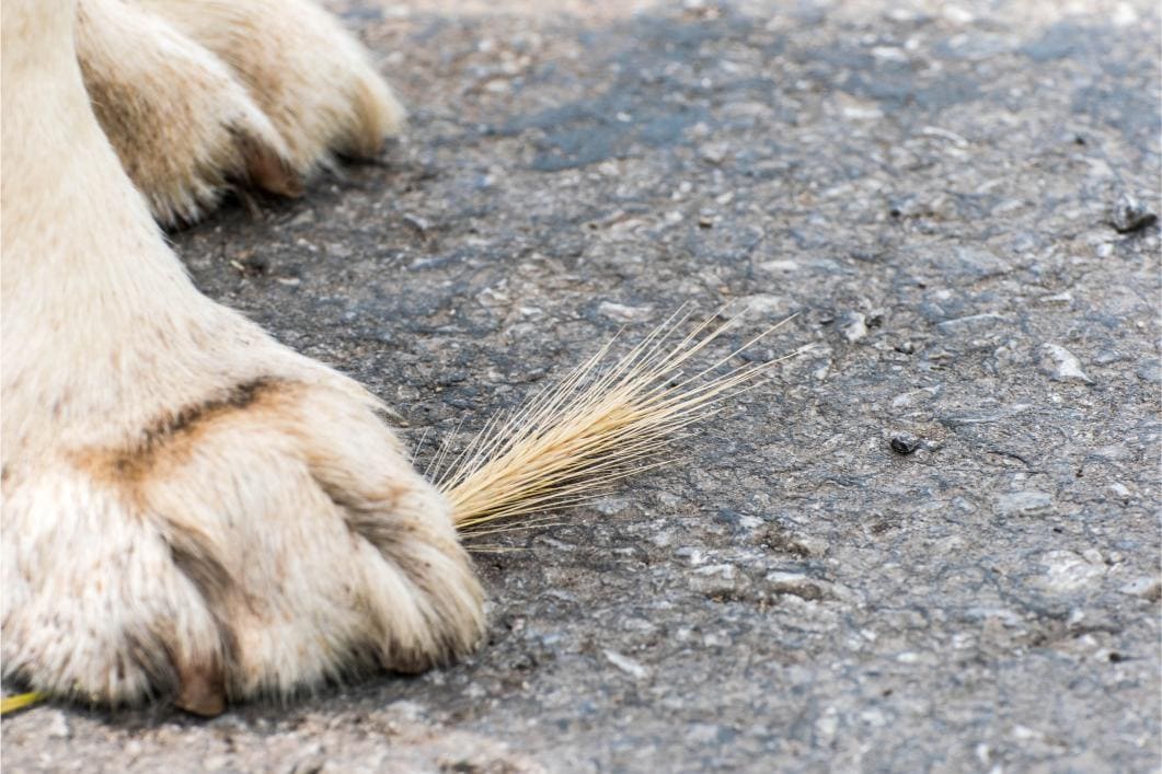 a feline paw with a foxtail in it.