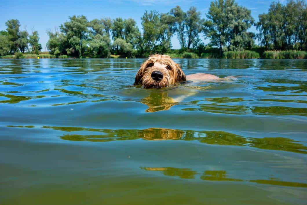 Why Does My Dog Have Diarrhea After Swimming? Waterborne Illnesses in Pets