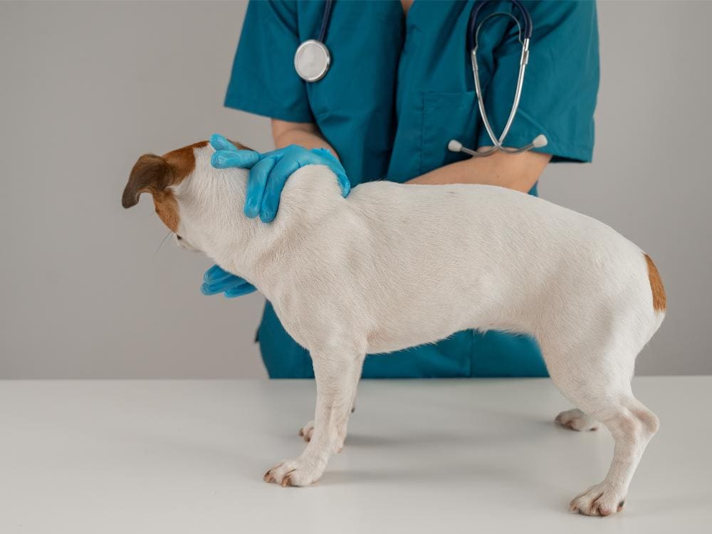 Dog with large lump.