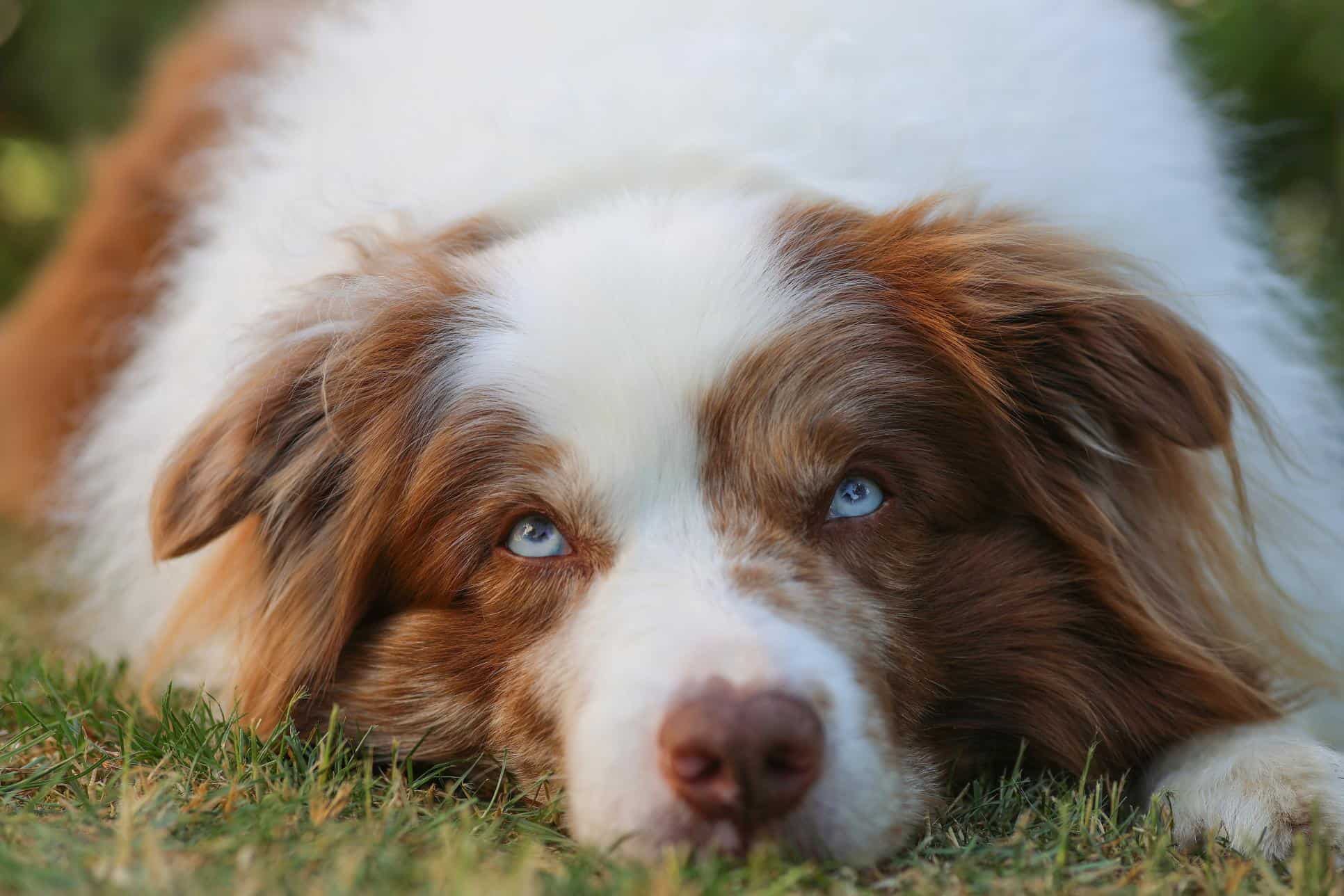 What Should You Do If Your Pet Has a Seizure? A Step-by-Step Guide