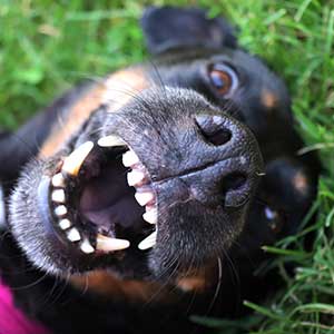Dog showing off his teeth