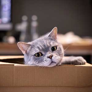Cat laying in a box