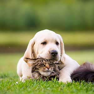 A puppy cuddling with a cat
