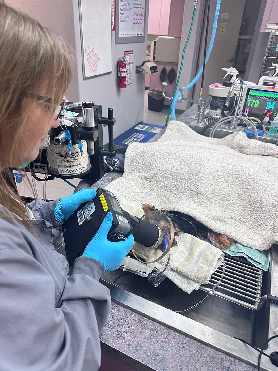 A diagnostic examination of a puppy patient A diagnostic examination of a puppy patient
