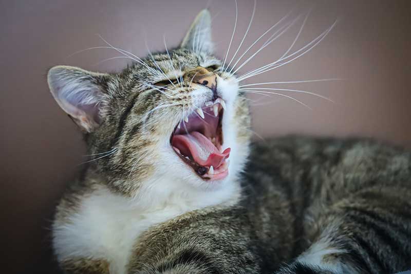 An old cat yawning An old cat yawning