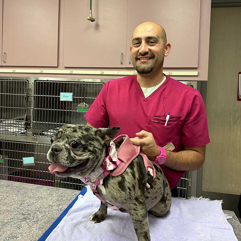 One of our staff with a canine patient One of our staff with a canine patient