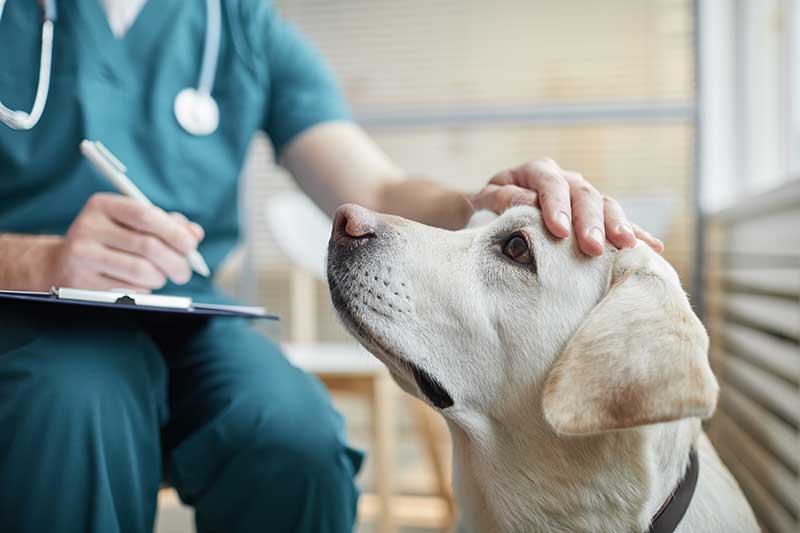 A yellow lab being petted A yellow lab being petted