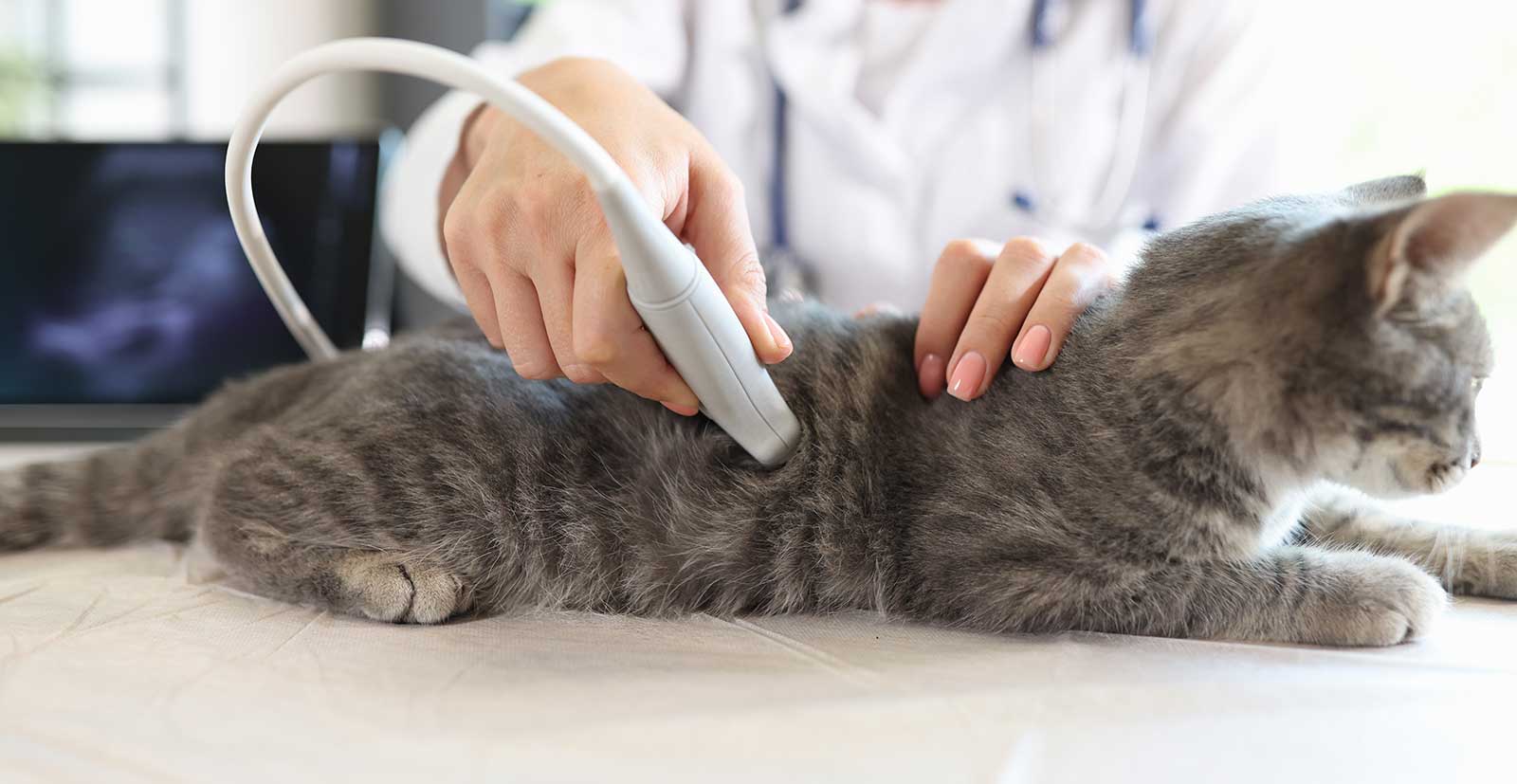 A cat being examined with ultrasound