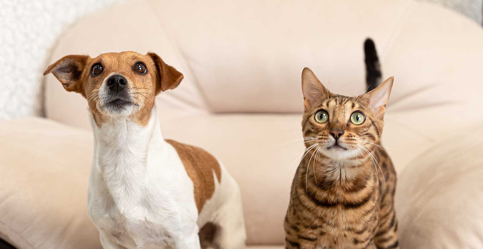 Cat and dog on a couch