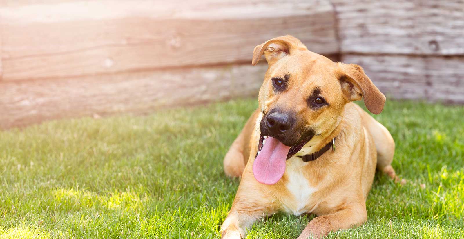 Happy dog in the grass