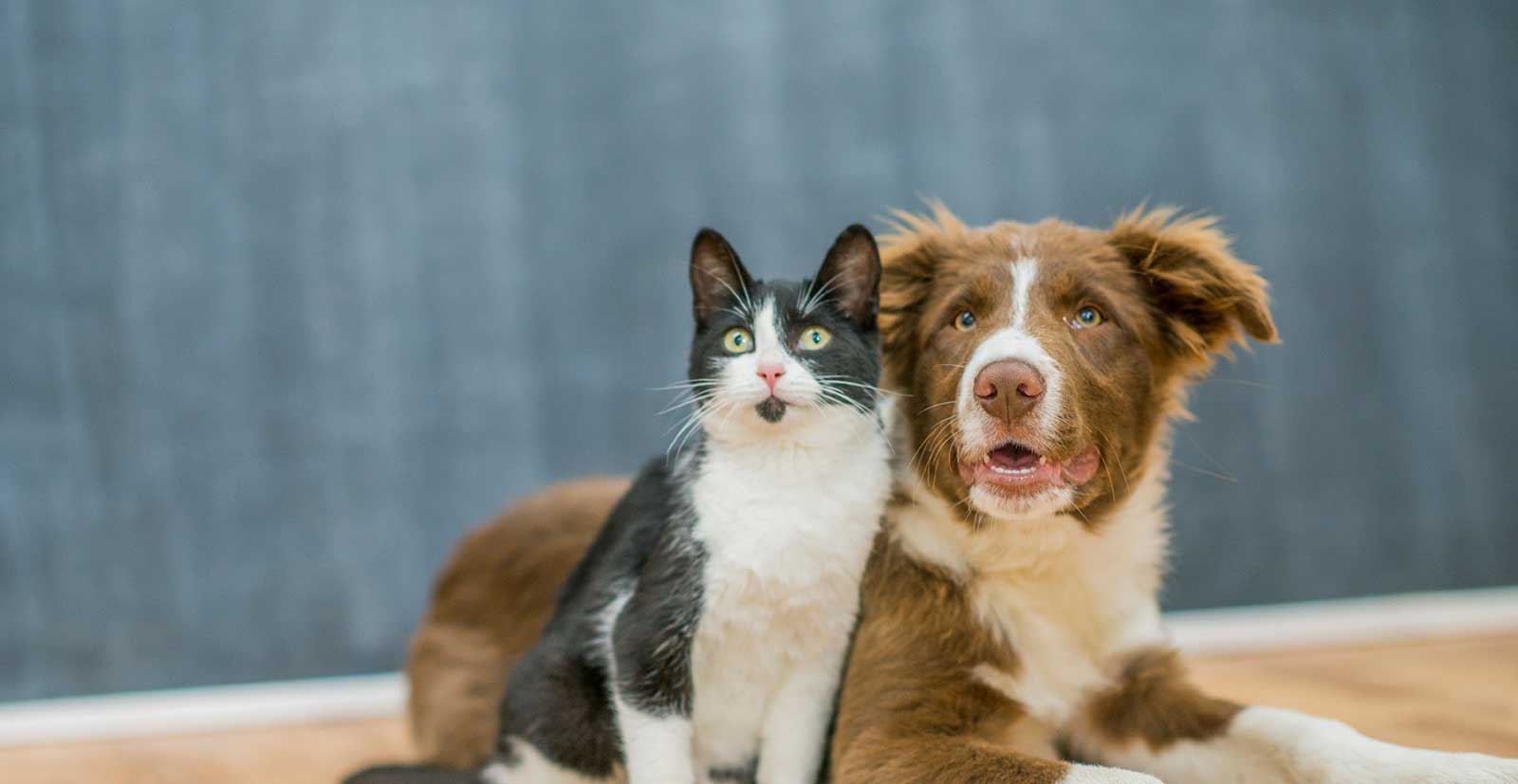 A dog and a cat