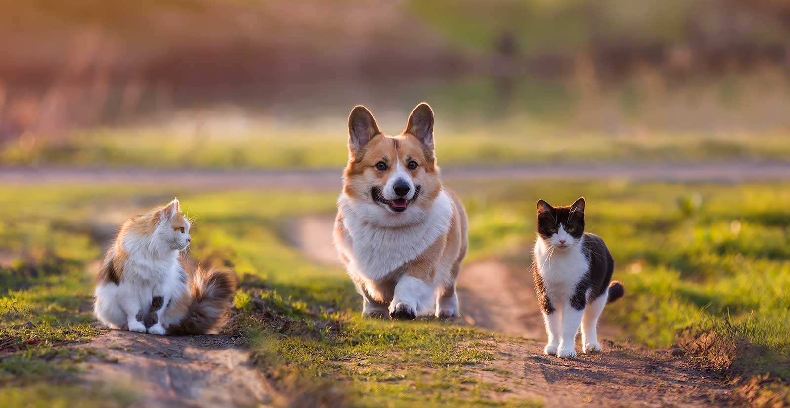A corgi and two cats in a field