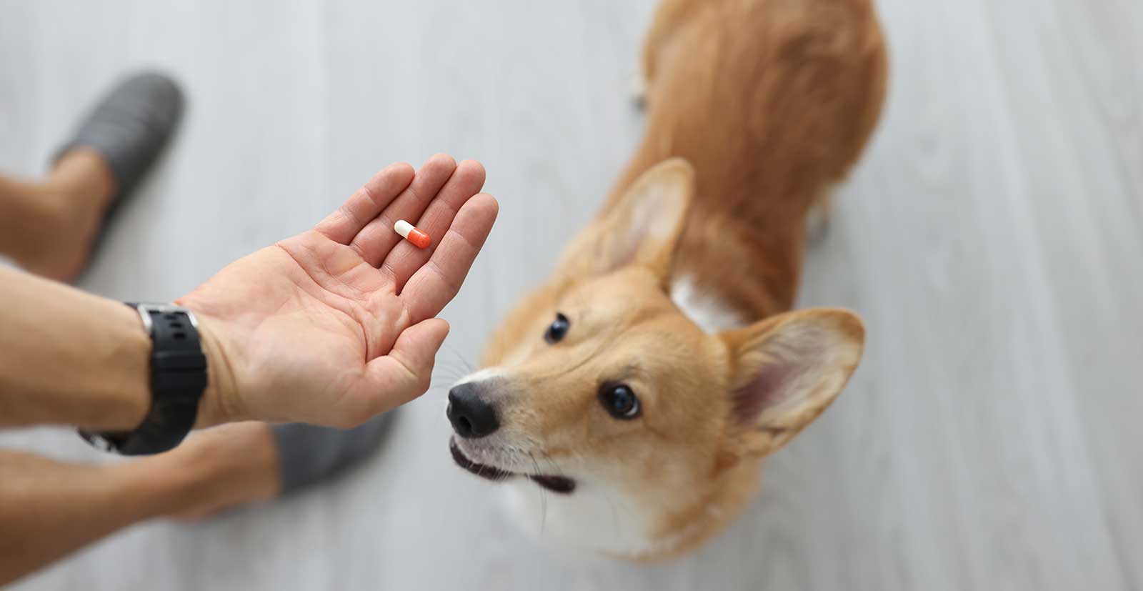 A dog being given a pill