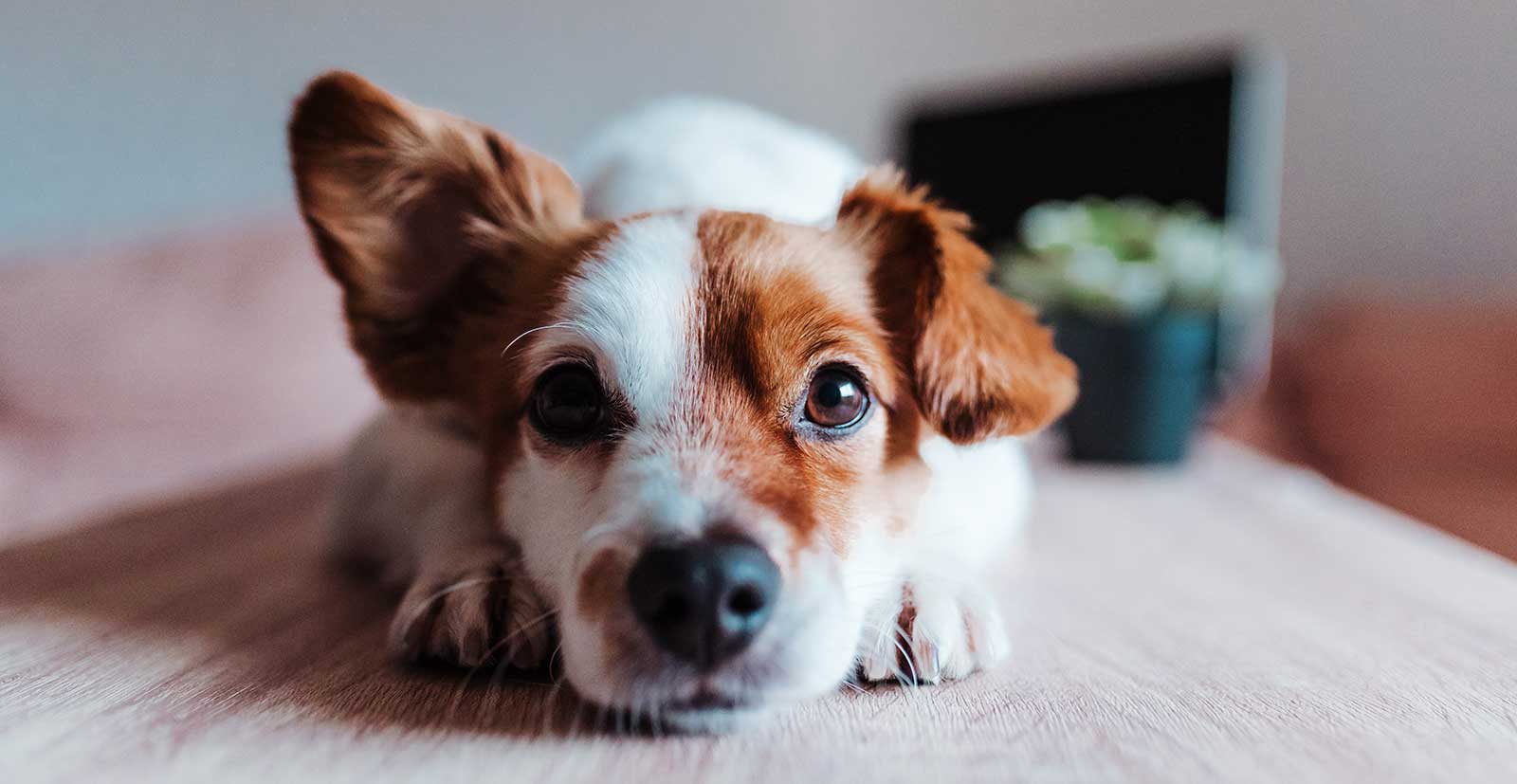 A dog laying down