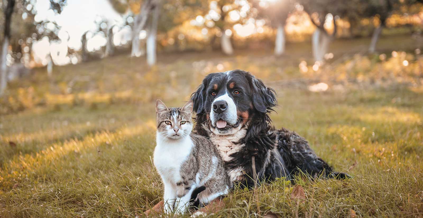 A dog and cat in a field