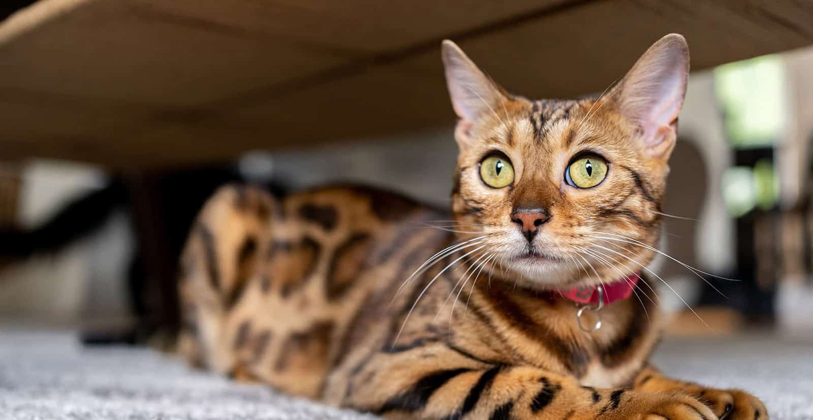 Cat laying on carpet