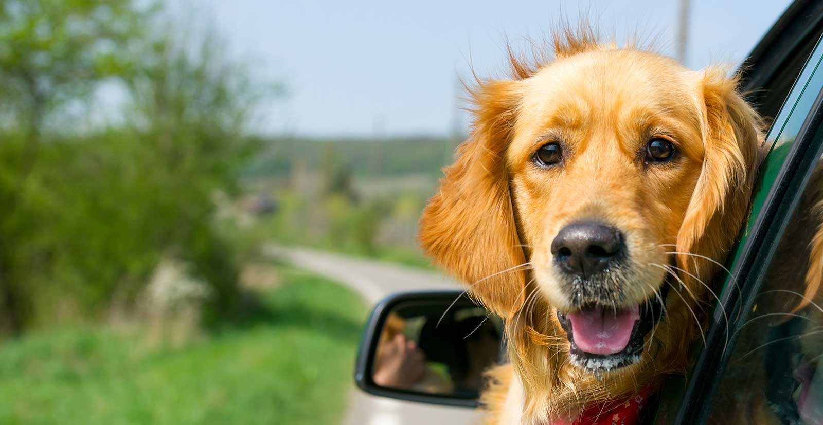 A dog riding in a car