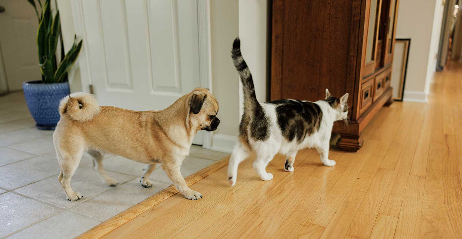 A dog following a cat indoors