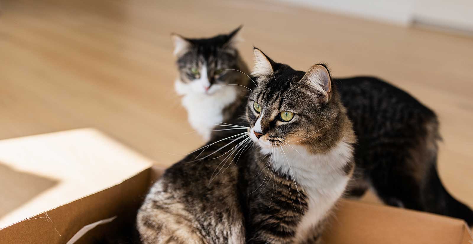 Two cats on a bed